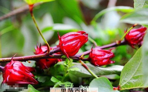 有一种叫红桃k果有什么作用 红桃k果的作用及功效与禁忌