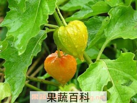 酸浆简介 酸浆的功效与作用