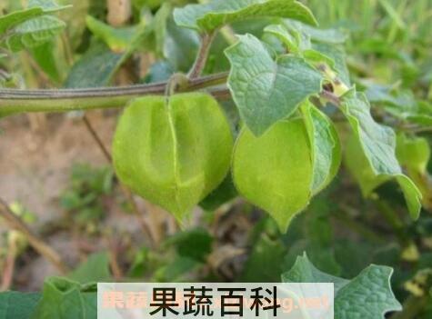 酸浆简介 酸浆的功效与作用