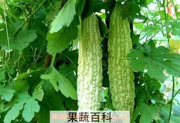 苦瓜的功效与作用有哪些