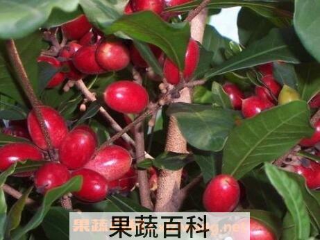 海南神秘果的功效与作用