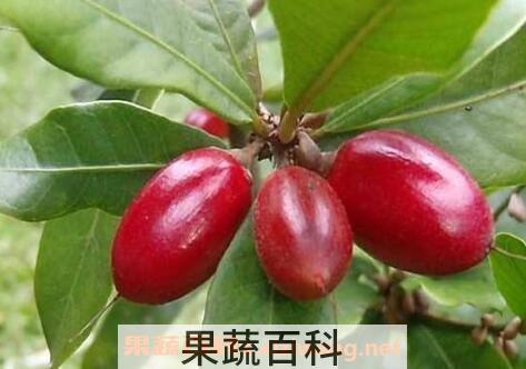 海南神秘果的功效与作用