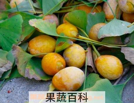 白果皮中毒怎么办 白果皮汁中毒怎么解毒