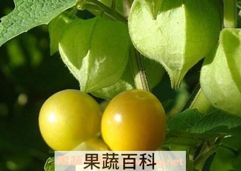 黄灯笼果的功效与作用