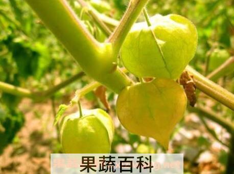 黄灯笼果的功效与作用