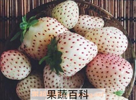 菠萝莓的功效与作用及食用方法