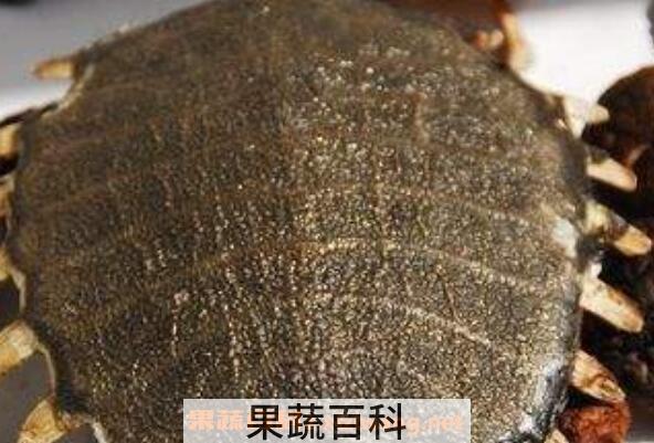 甲鱼壳的功效与作用