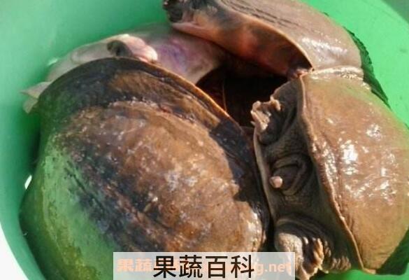 甲鱼壳的功效与作用