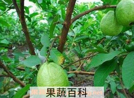 蕃石榴根的功效与作用及药用价值