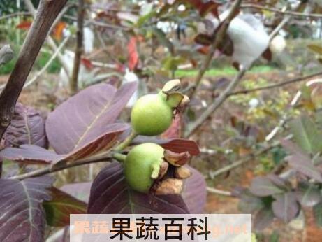 蕃石榴根的功效与作用及药用价值