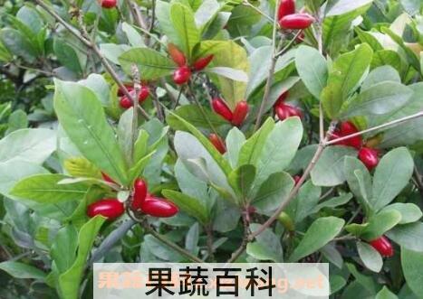 神秘果可以泡酒吗 神秘果泡酒的功效
