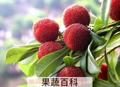 坐月子能吃杨梅么 坐月子吃杨梅好不好
