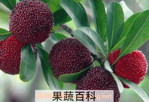 坐月子能吃杨梅么 坐月子吃杨梅好不好