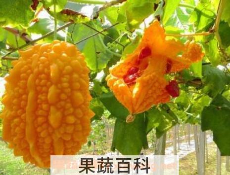 金铃子的功效与作用及药用价值