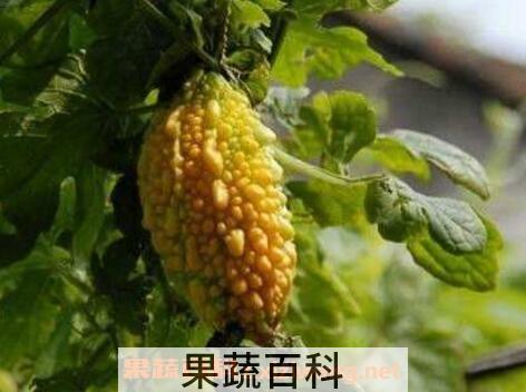 金铃子的功效与作用及药用价值
