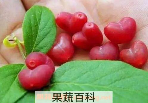 杈杷果的功效与作用