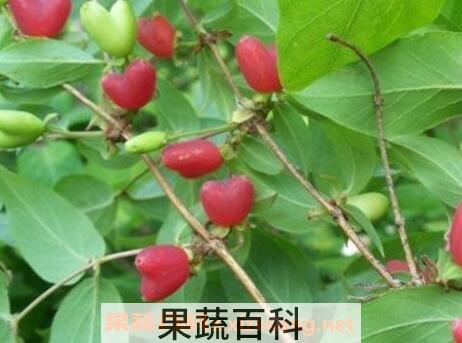 杈杷果的功效与作用