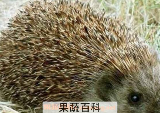 猬肉的功效与作用