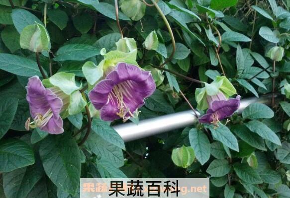 猬肉的功效与作用