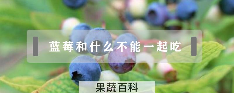 蓝莓和什么不能一起吃