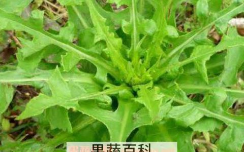 山莴苣的功效与作用