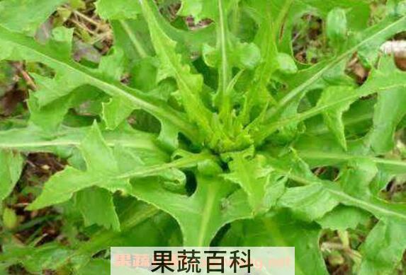 山莴苣的功效与作用