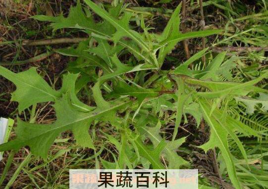 山莴苣的功效与作用