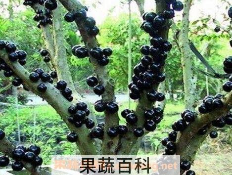 嘉宝果的种植方法