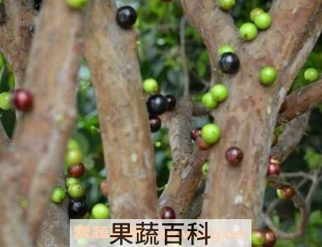 嘉宝果的种植方法