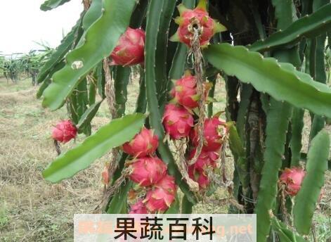 白肉火龙果的营养成份和营养价值