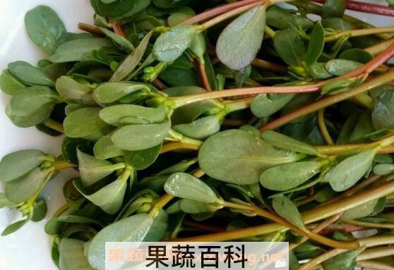 野菜马齿苋的功效与作用 马齿笕对什么病最有效