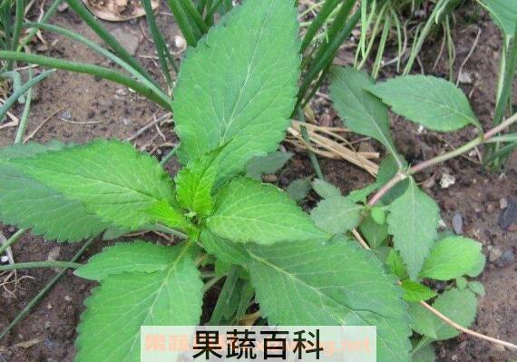 苦斋菜的功效与作用