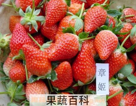 章姬和红颜草莓的区别 草莓的常见品种
