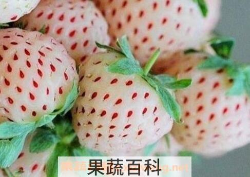 菠萝莓如何种植 菠萝莓的种植技巧