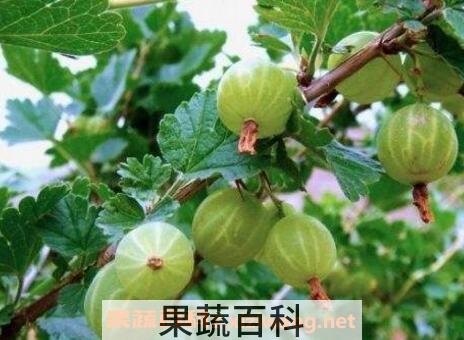 野灯笼果的功效与作用