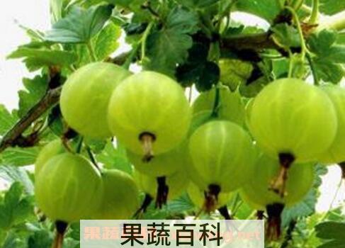 野灯笼果的功效与作用