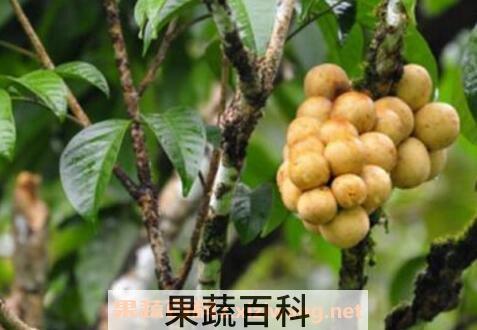 龙宫果的药用价值