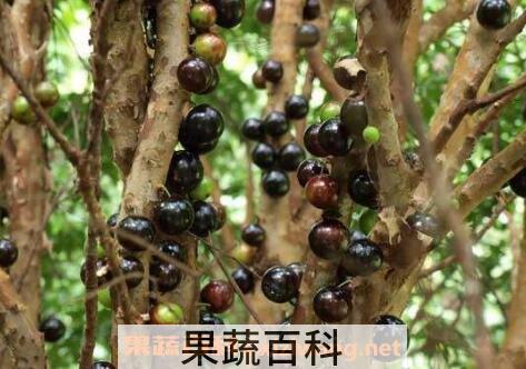 珍宝果能吃吗 珍宝果怎么吃