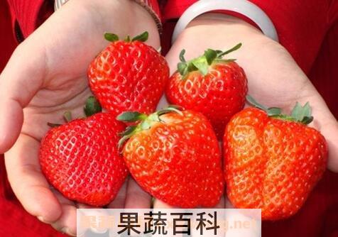 如何分辨激素草莓 激素草莓的危害