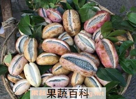 八月炸果的药用价值