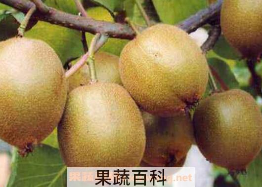  免疫力低吃什么好 提高免疫力的食物有哪些