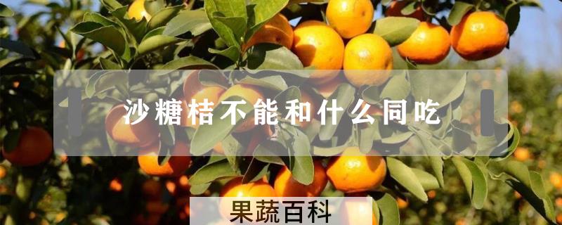 沙糖桔不能和什么同吃
