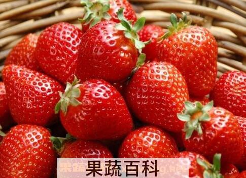 牛奶草莓是转基因吗 牛奶草莓的种植方法