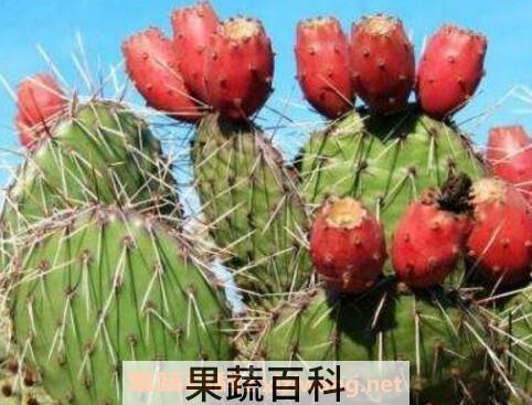 仙人掌果的药用价值及食用功效