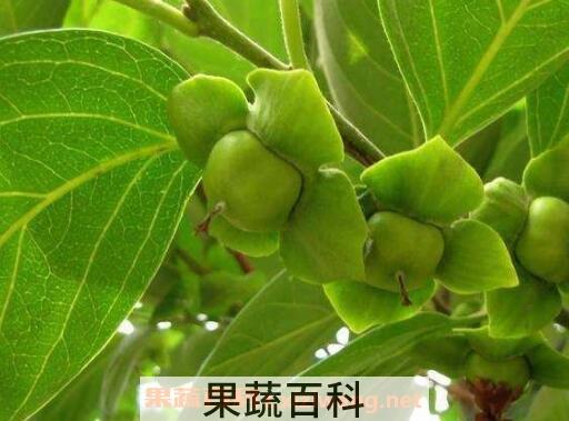 柿子叶的功效与作用及副作用