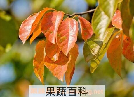 柿子叶的功效与作用及副作用