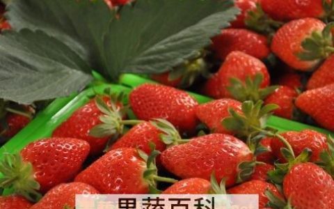草莓怎么催果 草莓怎么催熟?
