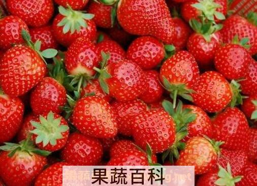 草莓怎么催熟 草莓催熟的最快方法