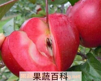 红肉苹果好吃吗 红肉苹果怎么吃