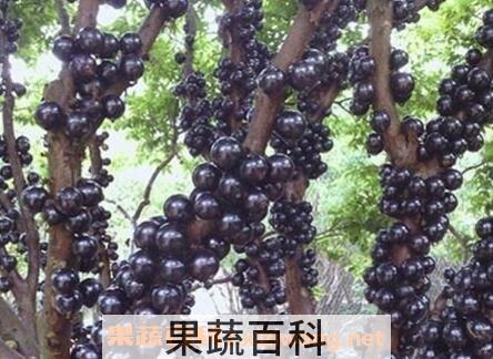 树葡萄和嘉宝果的区别 树葡萄的营养价值